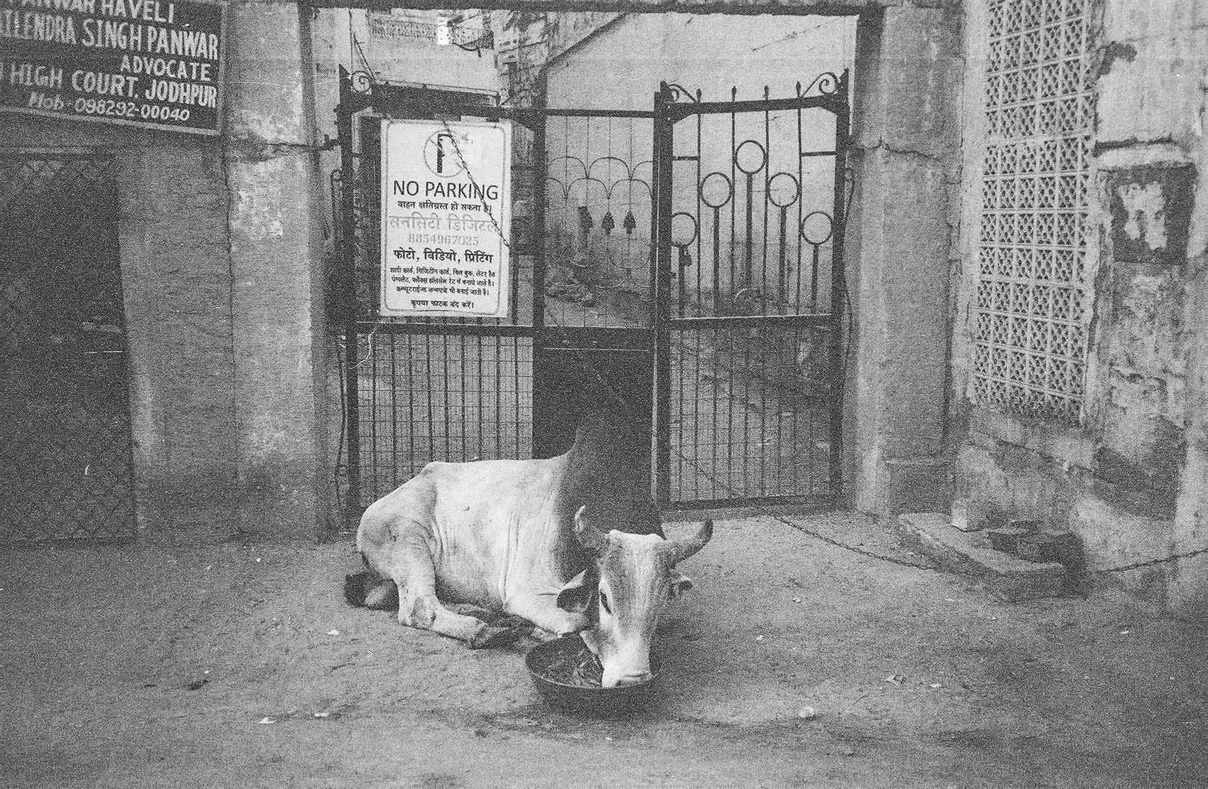 Black-and-white photograph of a cow resting outside a gated stone building
