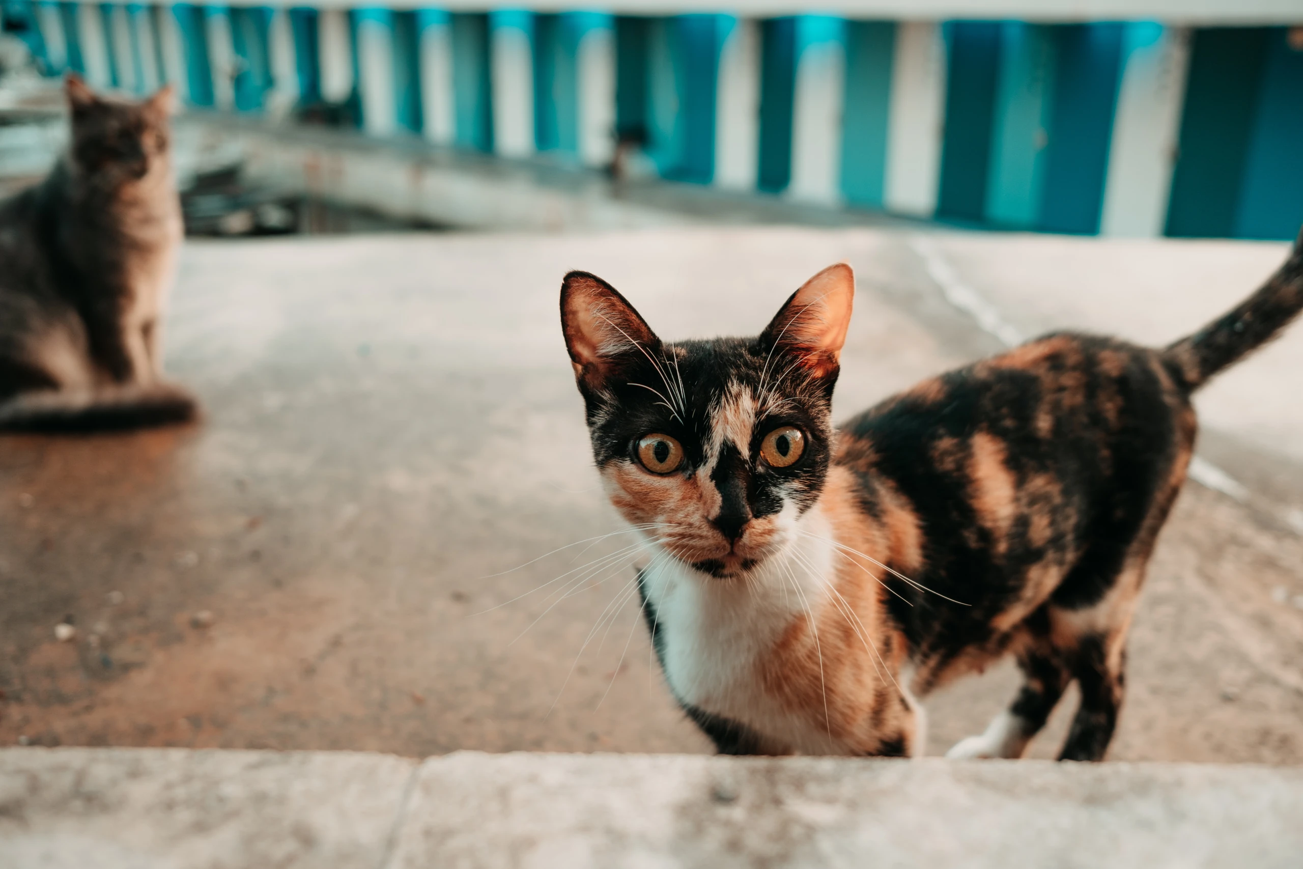 Calico cat looking towards the camera beside turquoise doors